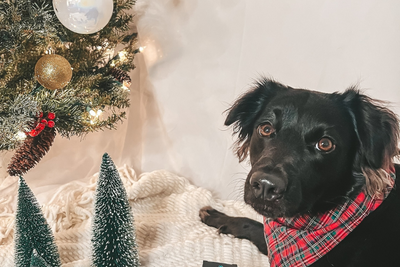 How to Make the Holidays Pet-Friendly: Helpful Safety Tips