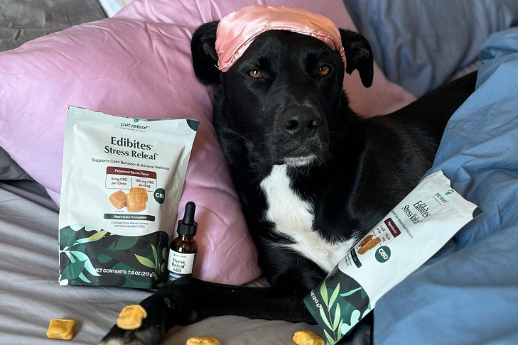 pet self care