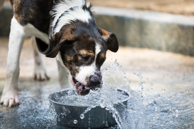 5 Things You Should Know Before Letting Your Dog Drink from a Public Water Bowl