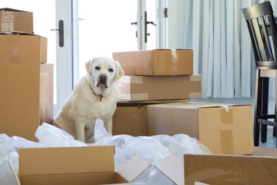 The Ultimate Guide to Stress-Free Moving with Dogs