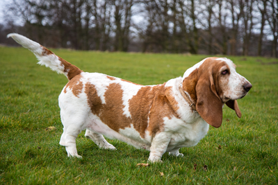 The Benefits of CBD for Basset Hounds