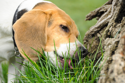 Is There a Supplement to Stop Dogs From Eating Grass?