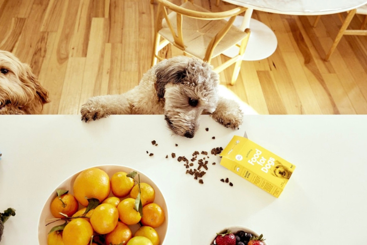 How Does Air-Dried Dog Food Compare to Frozen and Kibble? 