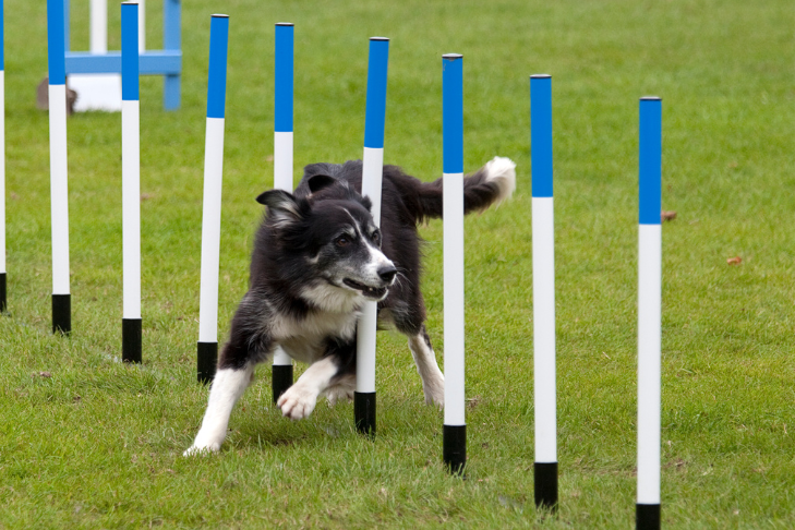 dog agility training competition obedience