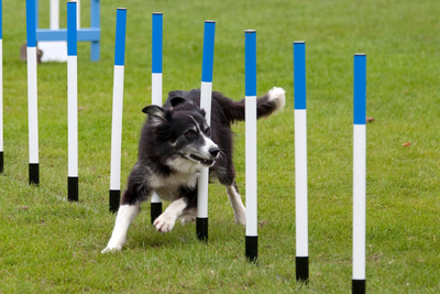 Competing in Agility With Your Dog