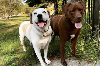 From Rescue to Recovery: How Two Dogs Healed Together and Overcame PTSD