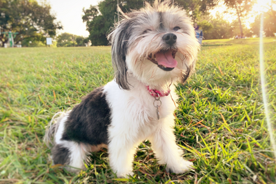 Best Shampoo For a Havanese