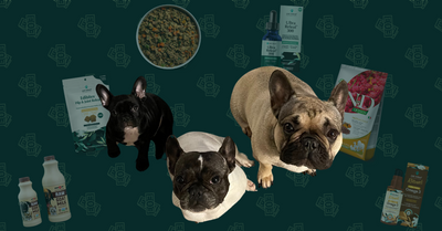 Managing Expenses for Three French Bulldogs with IVDD and Allergies in San Diego