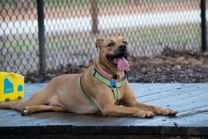 Signs Your Dog is Overheating (and What to Do if They Are)