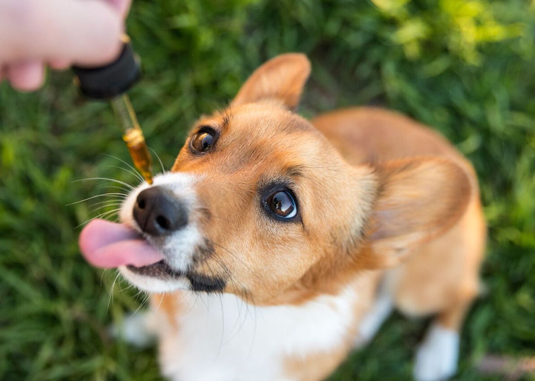 corgi receiving CBD oil