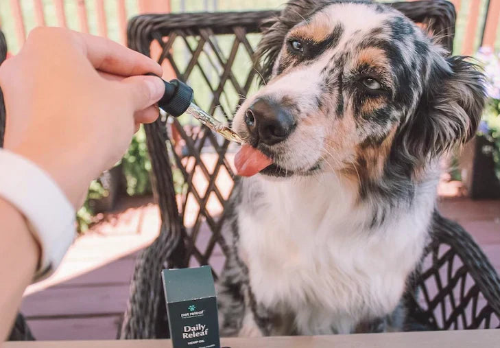 Australian Shepherd using Pet Releaf Oil