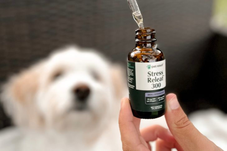 Best CBD Oil for Dogs 2026: Oils & Chews Compared