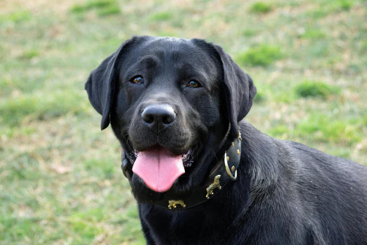 Black dog panting and sitting on grass