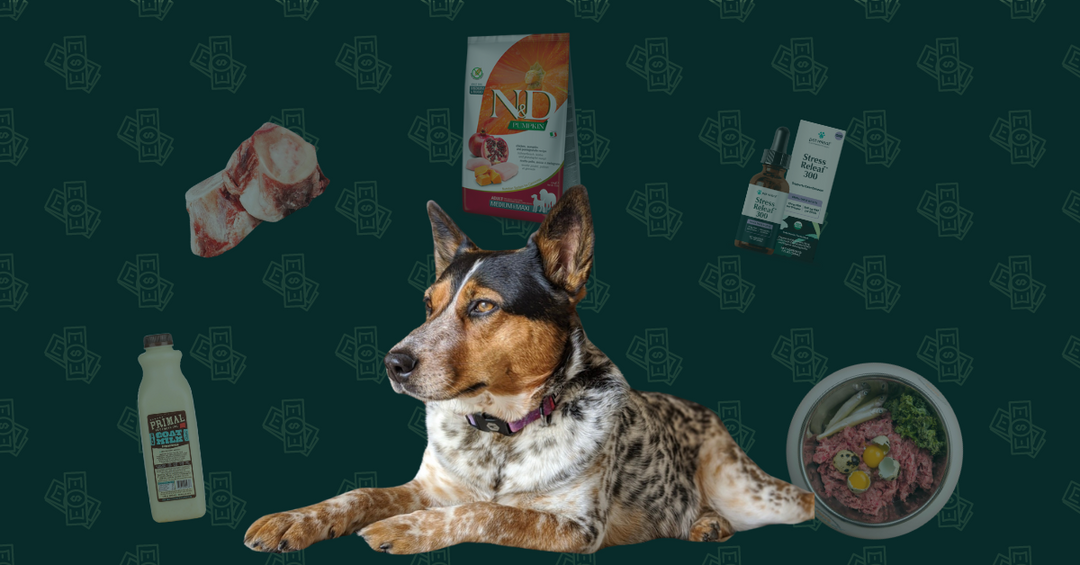 A Breakdown of Monthly Costs for a Healthy Senior Australian Cattle Dog Living in Colorado 