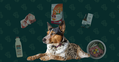 A Breakdown of Monthly Costs for a Healthy Senior Australian Cattle Dog Living in Colorado