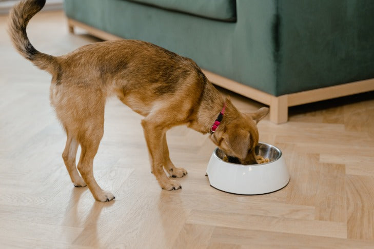 Brown Dog Eating Out of Bowl