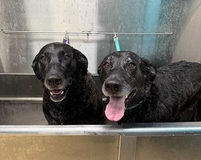 Abandoned in a Forest to a Fulfilling Life: The Journey of Bud and June
