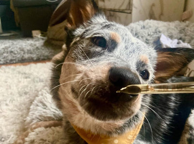 Everything to Know About CBD for Dogs