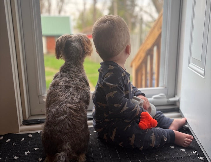 Small Yorkipoo and Toddler Boy looking out the glass door