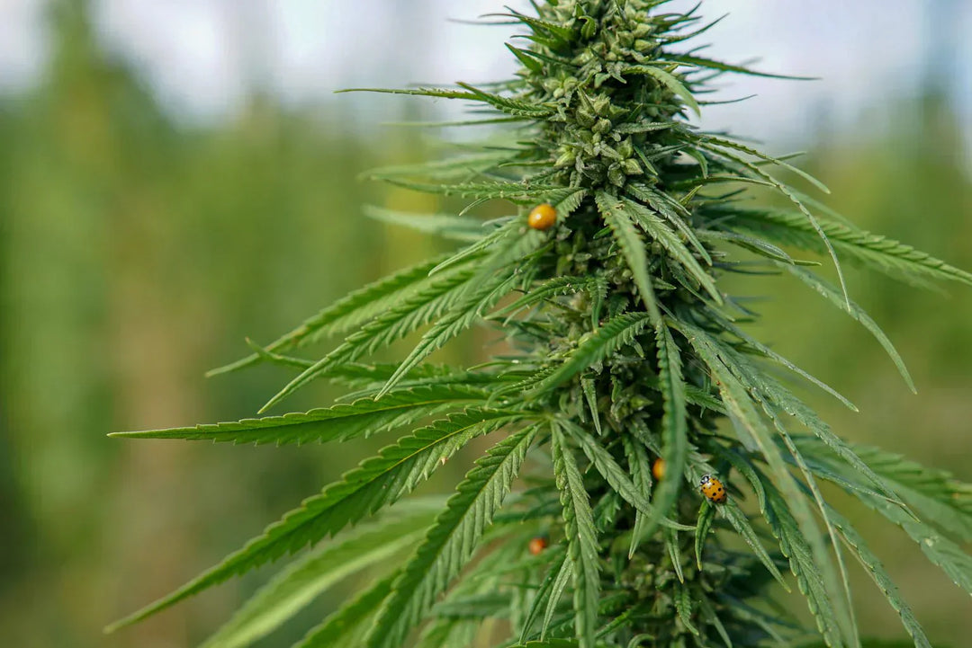 Everything About Pet Releaf's Hemp Strain for Pets