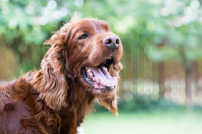 How to Cool Down a Dog: 7 Tips For Summer Heat