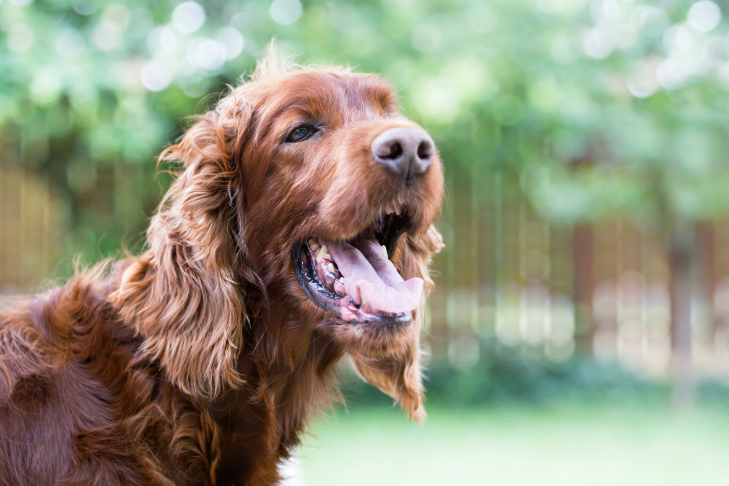 a setter dog pants outside in the summer