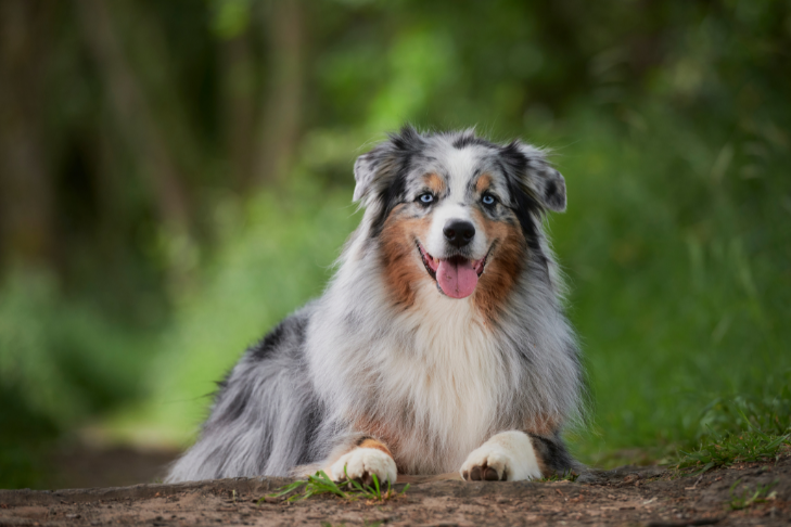 Australian shepherd smiling laying down on dirt trail amongst the tress in the woods