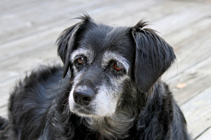 Why Is My Senior Dog Pacing at Night?