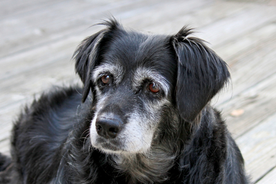 Why Is My Senior Dog Pacing at Night?