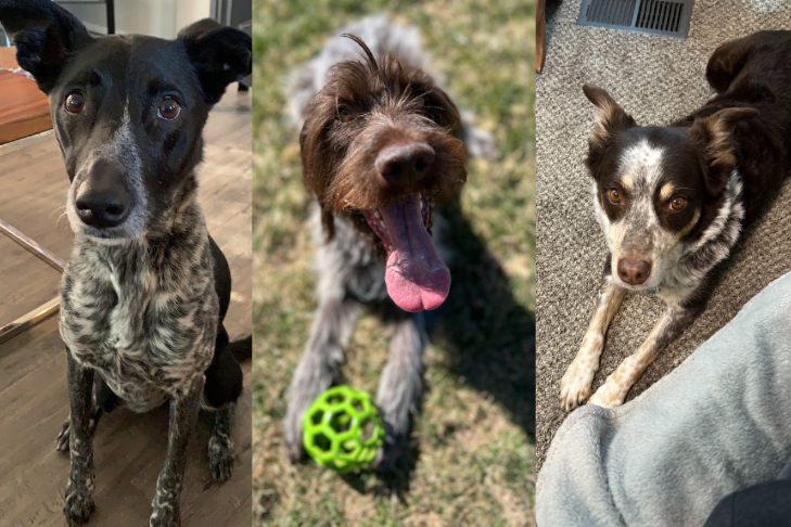 Rescued in Utah: Three Dogs Find Trust in Their New Home