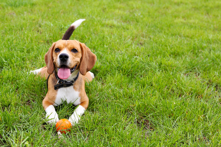 dog cbd summer heat