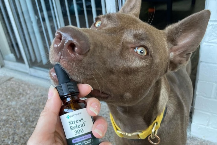 Full Spectrum vs. Broad Spectrum CBD for Dogs: Which is Better?
