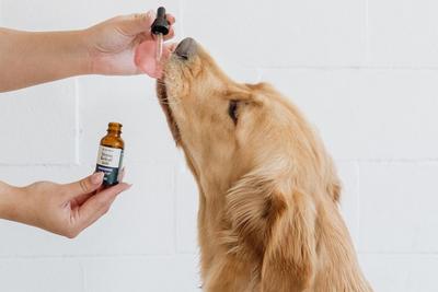 How to Know Which CBD Hemp Oil Product to Pick for Your Pet