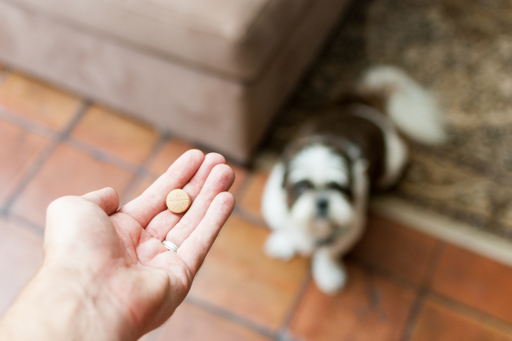 CBD Capsules vs. Tablets vs. Powders for Pets
