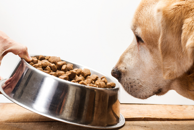 Mixed Tocopherols and Common Preservatives in Dog and Cat Food: Is It Safe for Your Pets?