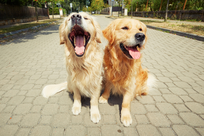 13 Summer Plans You Can Make With Your Pet