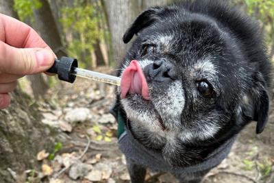 How to Keep Aging Pets Comfortable With CBD Oil