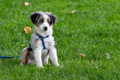 5 Common Puppy Issues