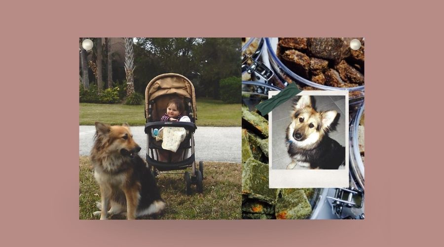Pet Releaf Family Dog Maddie