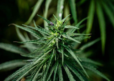 Meet the Farmers Behind Our Certified USDA Organic Hemp Farm