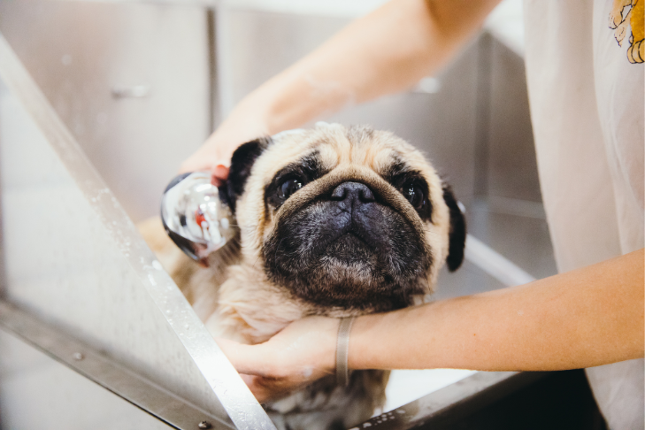 dog pug getting washed at the groomers for the holidays