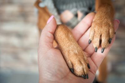 How to Use Dog Paw Lotion on Dry Pet Skin