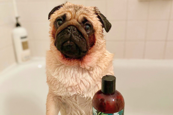 Pug Lifespan & Health Issues