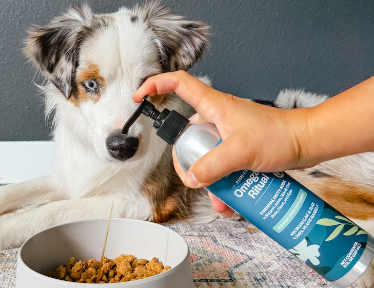 Omega-3 being administered on dog food in front of an Australian Shepherd