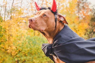 5 Easy DIY Dog Halloween Costumes on a Budget