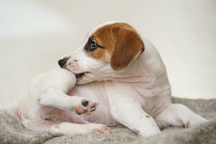 White Dog Licking Leg