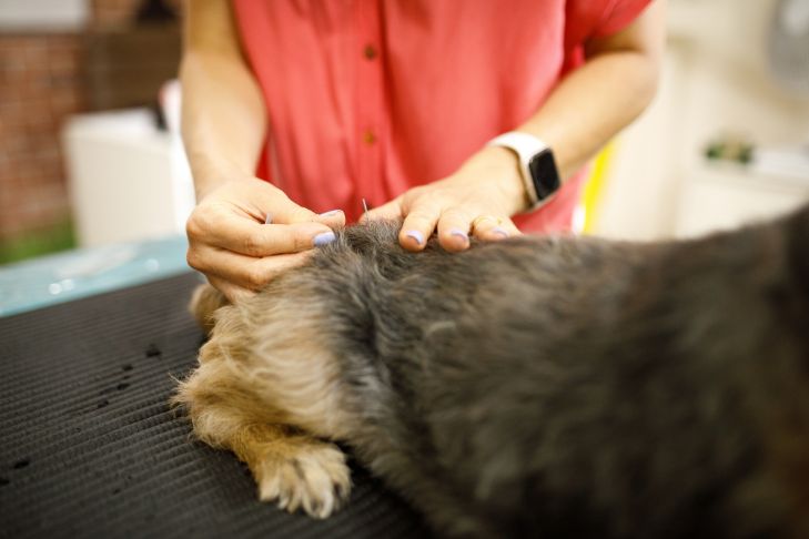 The Benefits of Acupuncture for Pets