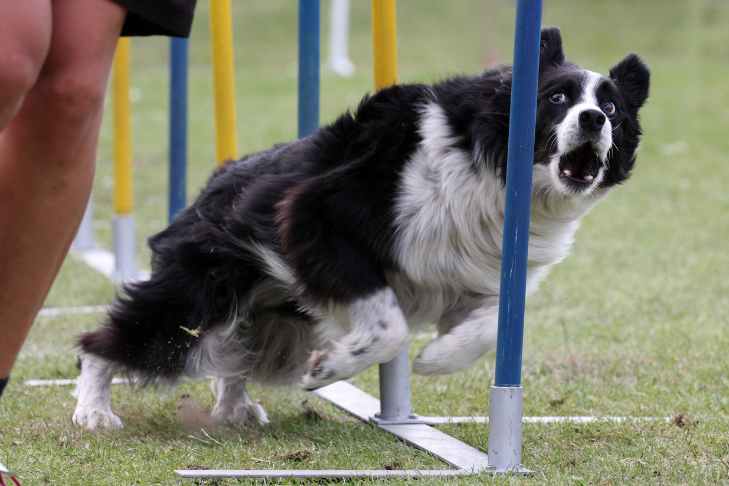 agility with a dog