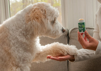 4 Ways You Can Use Skin & Paw Releaf For Your Dog This Summer