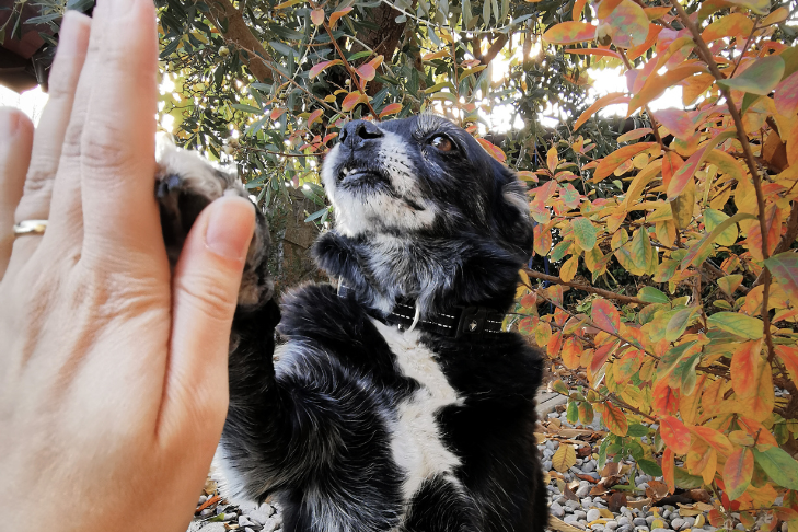 6 Sustainable Pet Brands For An Eco-Friendly Lifestyle